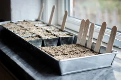 Pflanzenvermehrung * W.E.T. BY POT OLÉ ApS Anzuchtplatte mit Einzeltöpfen