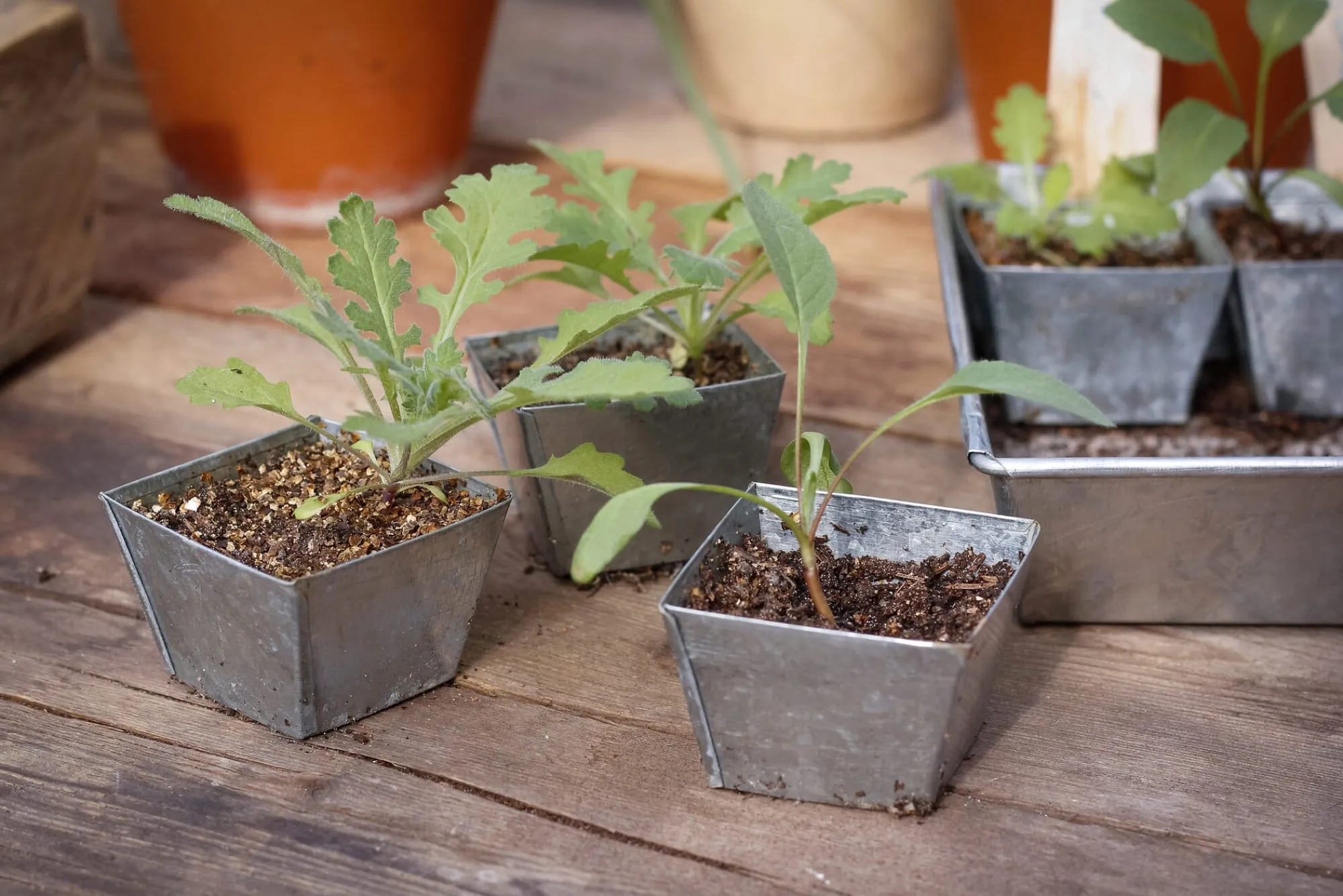 Pflanzenvermehrung * W.E.T. BY POT OLÉ ApS Anzuchtplatte mit Einzeltöpfen
