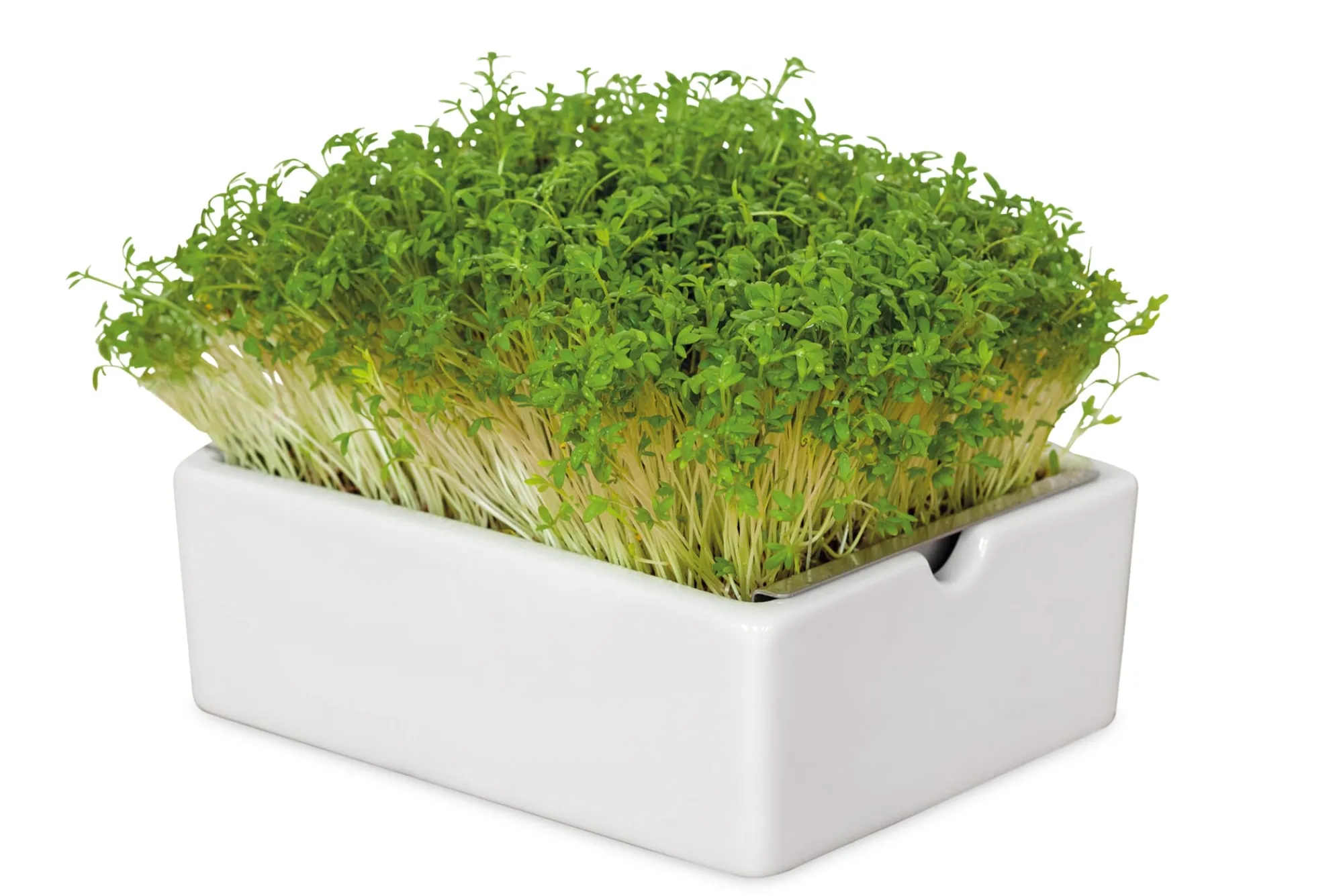 Gemüsesamen|Gemüsepflanzen * Heimgart Anzuchtset Microgreens
