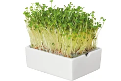 Gemüsesamen|Gemüsepflanzen * Heimgart Anzuchtset Microgreens