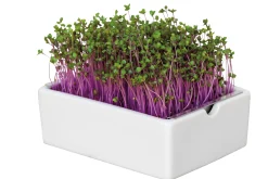 Gemüsesamen|Gemüsepflanzen * Heimgart Anzuchtset Microgreens
