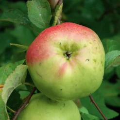Obstgehölze * Manufactum Apfel für Allergiker
