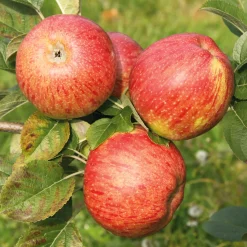 Obstgehölze * Manufactum Apfel für Allergiker