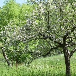 Obstgehölze * Manufactum Apfel für Allergiker
