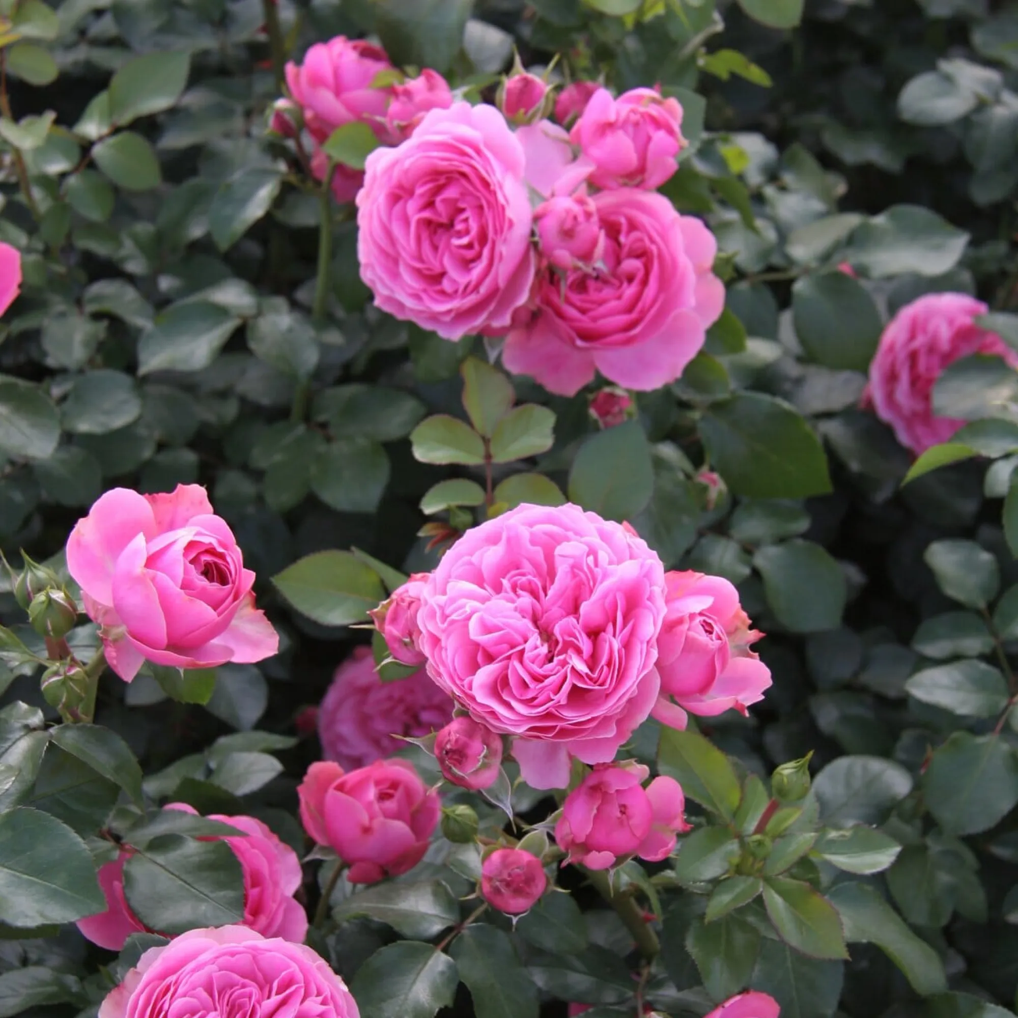 Rosen * Rosenhof Schultheis Balkonrose 'Leonardo da Vinci' ®