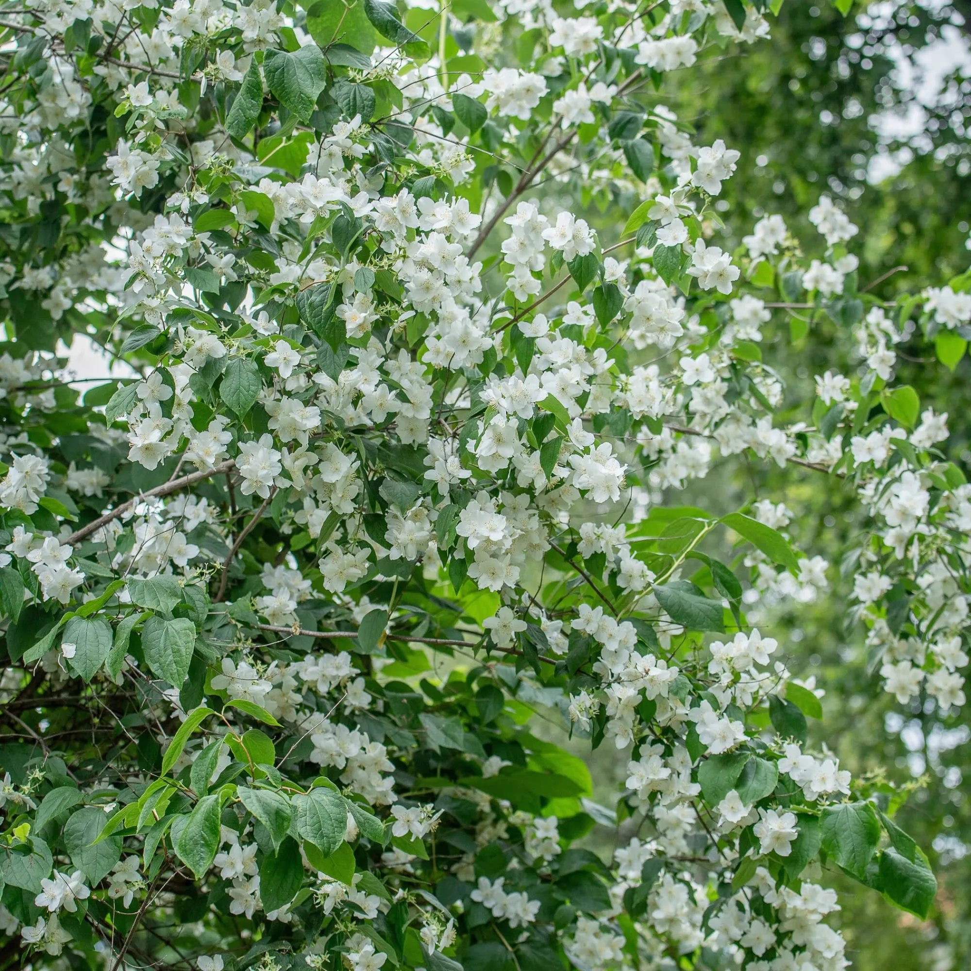 Ziergehölze * Martin Müller Baumschulen Bauernjasmin 'Schneesturm'