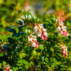 Obstgehölze * Martin Müller Baumschulen Beerenstrauch Cranberry ’Howes‘