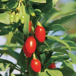 Obstgehölze * Martin Müller Baumschulen Beerenstrauch Gojibeere 'Sweet Lifeberry®'