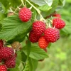 Obstgehölze * Manufactum Beerenstrauch Himbeere 'Korbfüller'