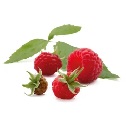 Obstgehölze * Manufactum Beerenstrauch Himbeere 'Korbfüller'