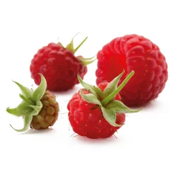 Obstgehölze * Manufactum Beerenstrauch Himbeere 'Korbfüller'