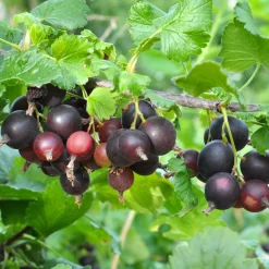 Obstgehölze * Martin Müller Baumschulen Beerenstrauch Jostabeere