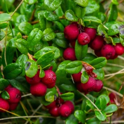 Obstgehölze * Martin Müller Baumschulen Beerenstrauch Preiselbeere ’Red Pearl‘