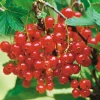 Obstgehölze * Martin Müller Baumschulen Beerenstrauch Rote Johannisbeere 'Roter See'