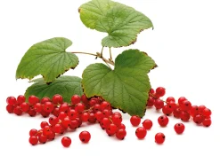 Obstgehölze * Martin Müller Baumschulen Beerenstrauch Rote Johannisbeere 'Roter See'