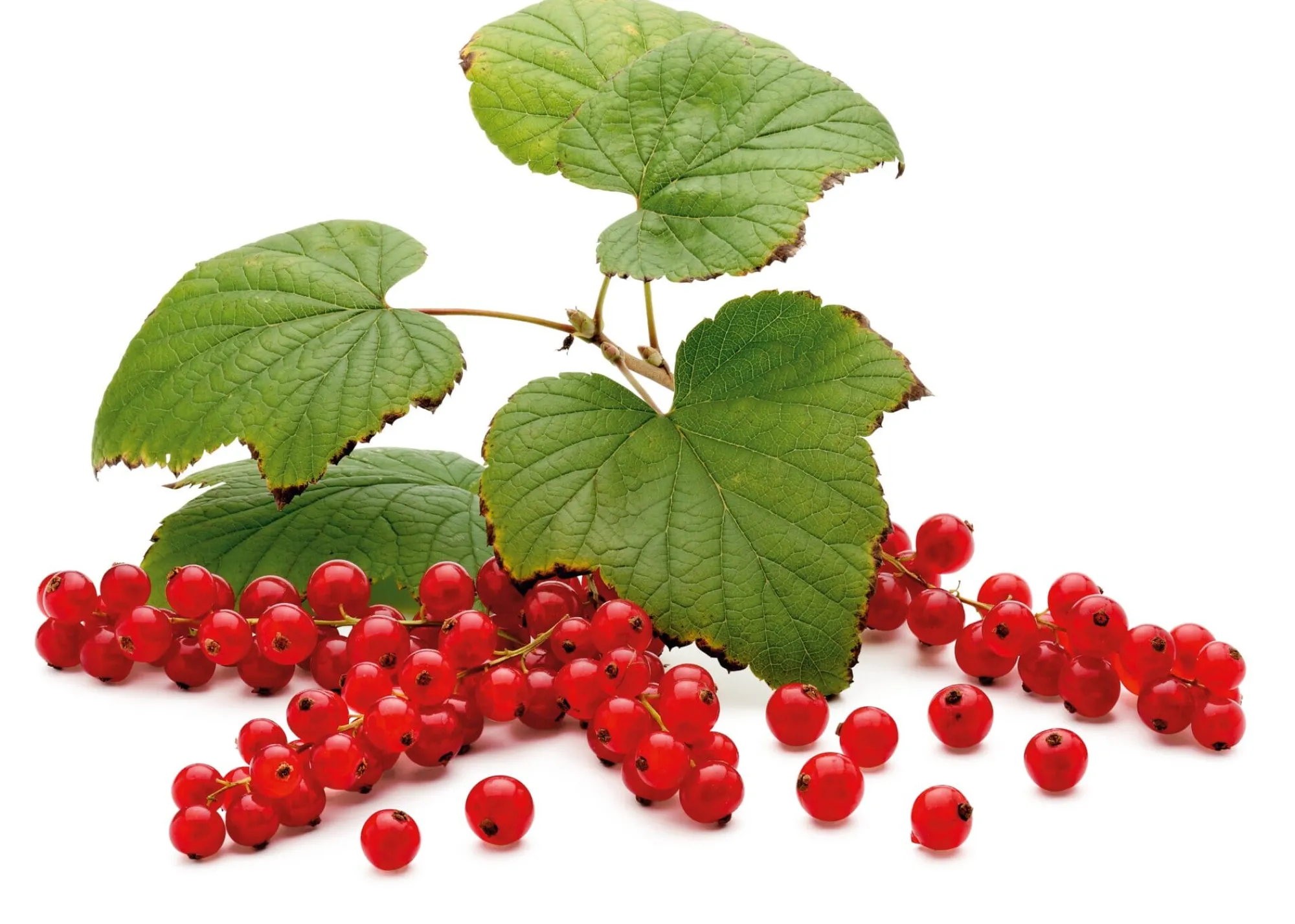 Obstgehölze * Martin Müller Baumschulen Beerenstrauch Rote Johannisbeere 'Roter See'