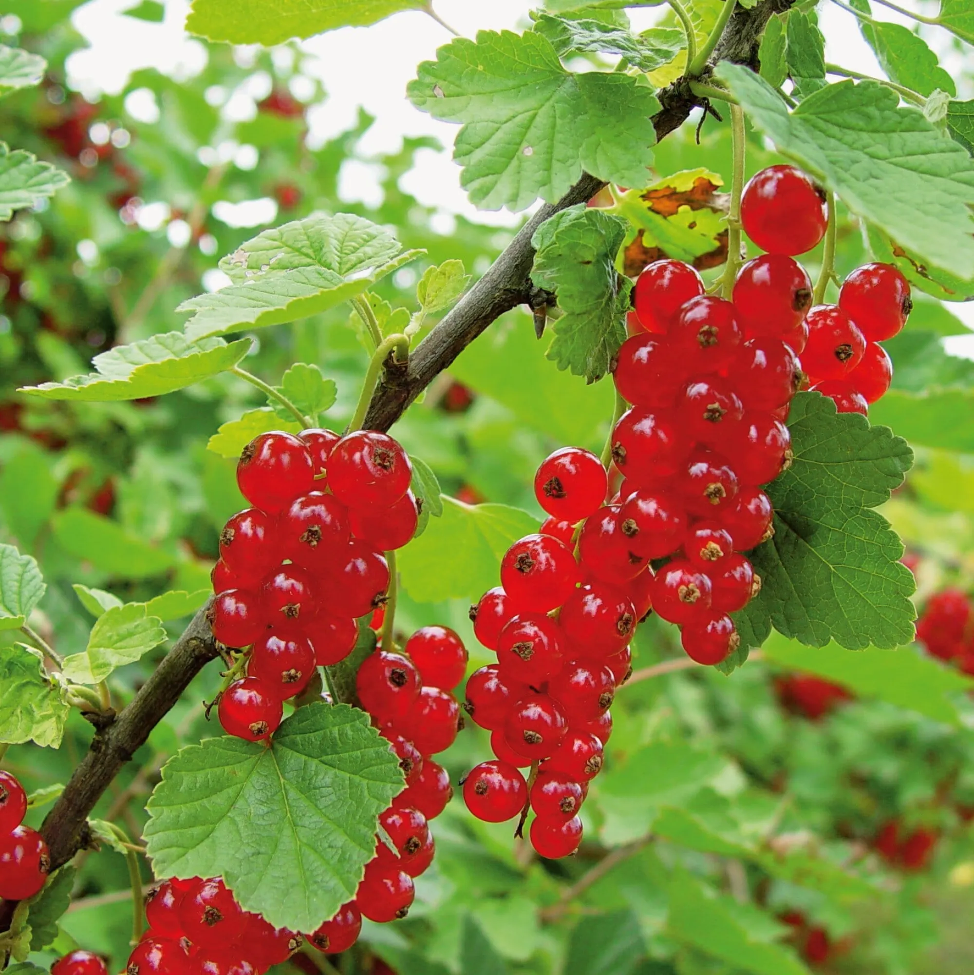 Obstgehölze * Martin Müller Baumschulen Beerenstrauch Rote Johannisbeere 'Roter See'