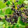 Obstgehölze * Martin Müller Baumschulen Beerenstrauch Schwarze Johannisbeere 'Noir de Bourgogne'