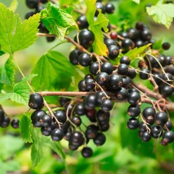Obstgehölze * Martin Müller Baumschulen Beerenstrauch Schwarze Johannisbeere 'Noir de Bourgogne'