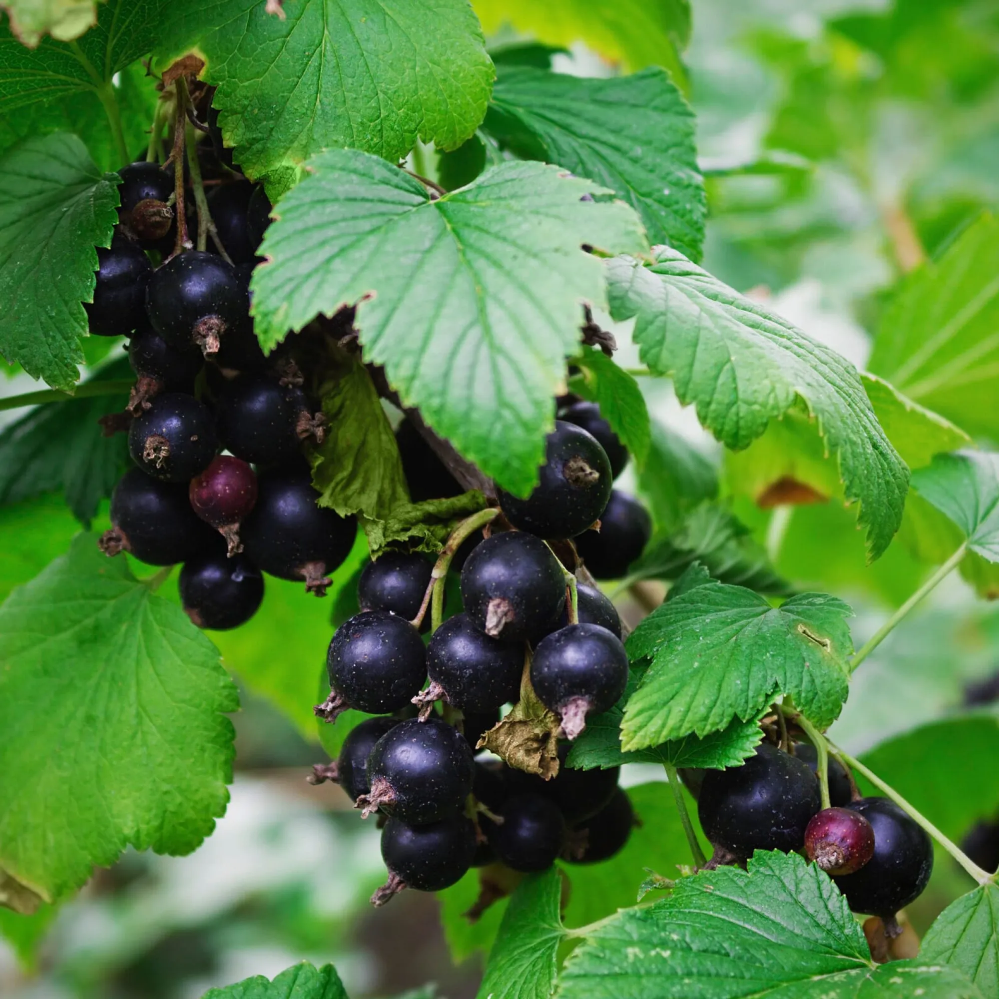 Obstgehölze * Martin Müller Baumschulen Beerenstrauch Schwarze Johannisbeere 'Hedda'