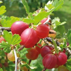Obstgehölze * Martin Müller Baumschulen Beerenstrauch Stachelbeere 'Captivator'