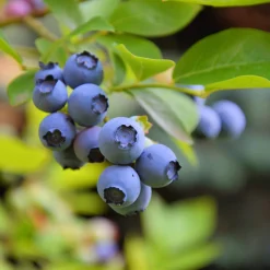 Obstgehölze * Martin Müller Baumschulen Beerensträucher Heidelbeere lange Erntezeit