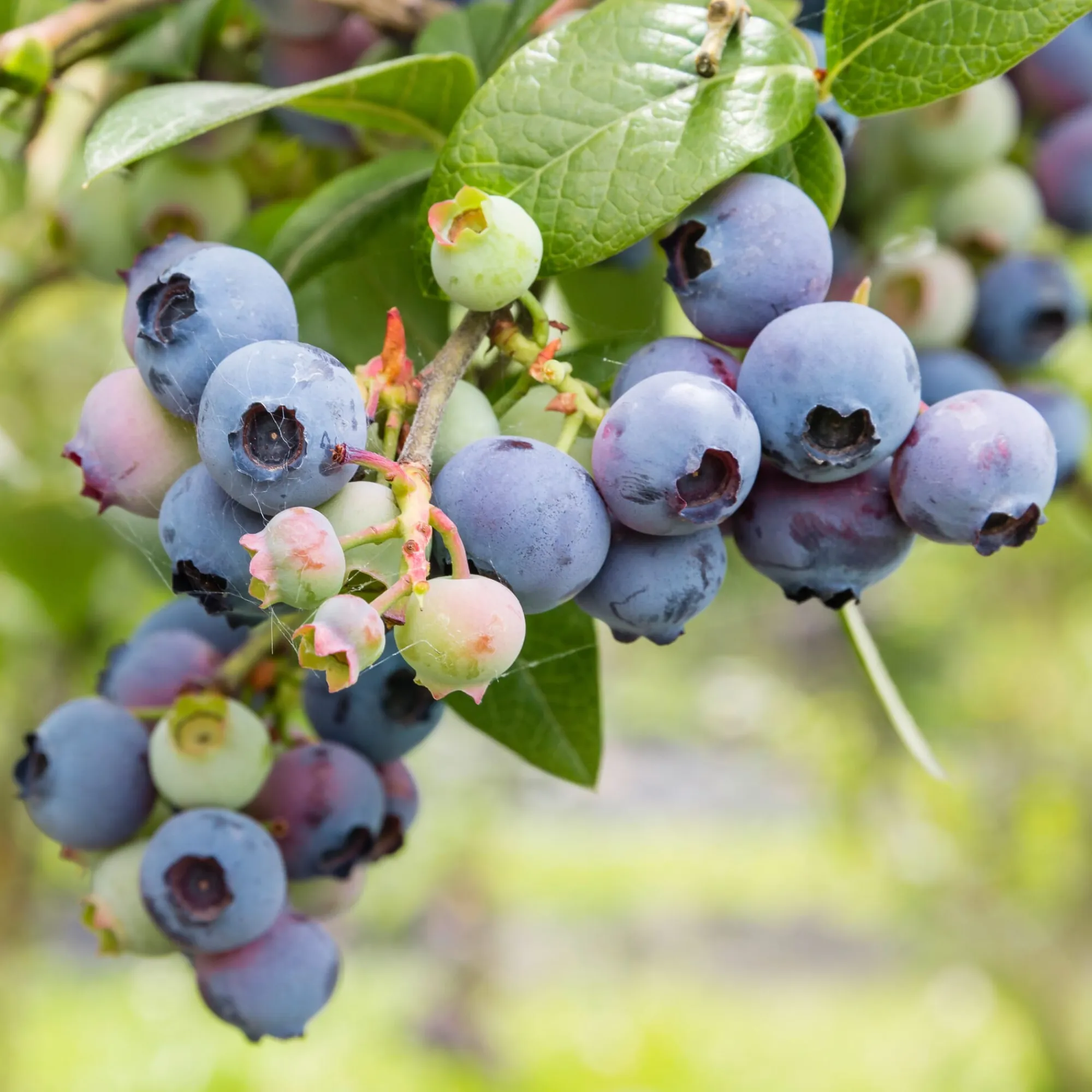 Obstgehölze * Martin Müller Baumschulen Beerensträucher Heidelbeere lange Erntezeit