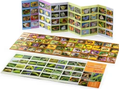 Garten & Natur|Kinderbücher * Quelle ＆ Meyer Verlag Bestimmungskarten Insekten (3 Stück)