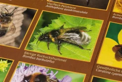 Garten & Natur|Kinderbücher * Quelle ＆ Meyer Verlag Bestimmungskarten Insekten (3 Stück)