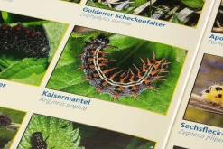 Garten & Natur|Kinderbücher * Quelle ＆ Meyer Verlag Bestimmungskarten Insekten (3 Stück)