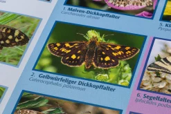 Garten & Natur|Kinderbücher * Quelle ＆ Meyer Verlag Bestimmungskarten Insekten (3 Stück)
