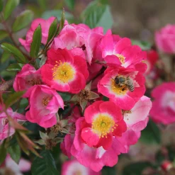 Rosen * Rosenhof Schultheis Bienenrose 'Bee Lovely'