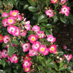 Rosen * Rosenhof Schultheis Bienenrose 'Bee Lovely'