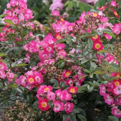 Rosen * Rosenhof Schultheis Bienenrose 'Bee Lovely'