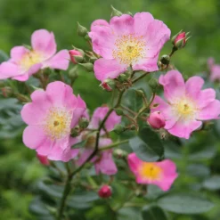 Rosen * Rosenhof Schultheis Bienenrose Japanische Wildrose