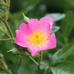 Rosen * Rosenhof Schultheis Bienenrose Japanische Wildrose