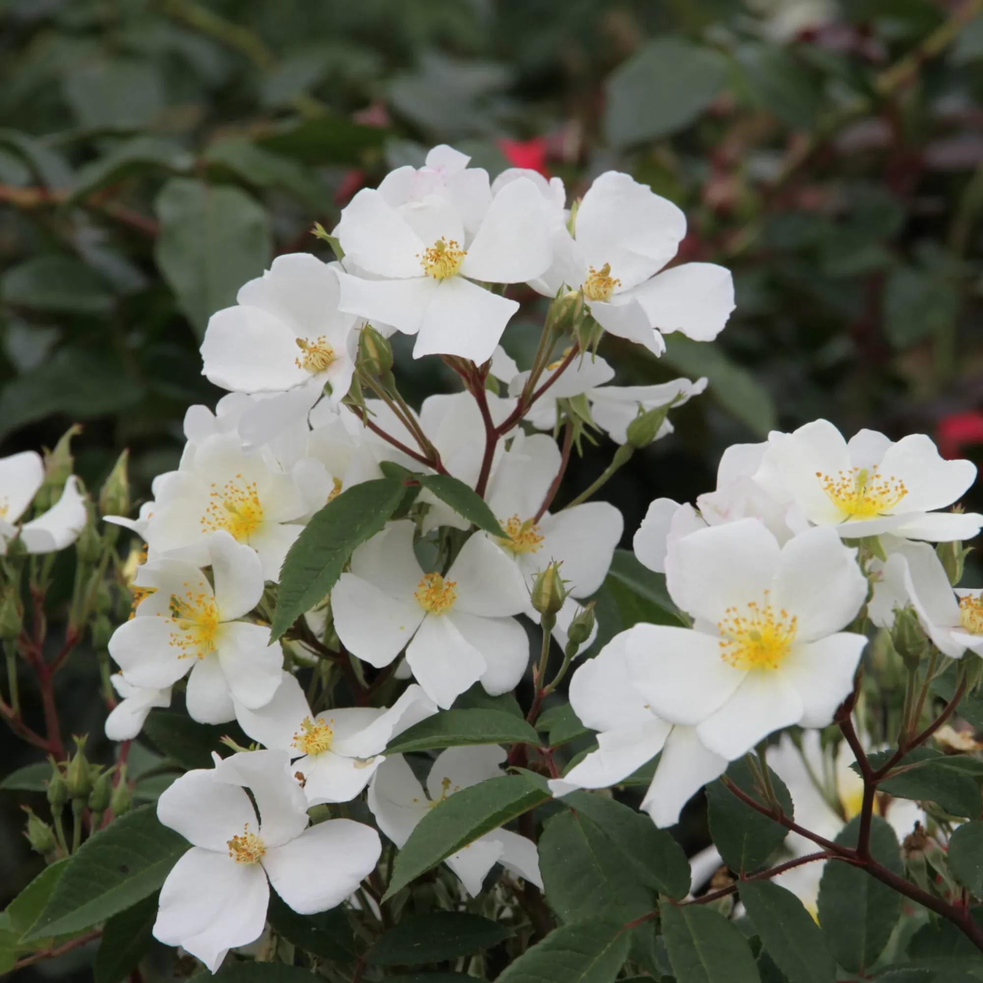 Rosen * Rosenhof Schultheis Bienenrose 'Musquée sans Soucis'®