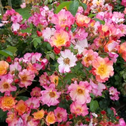 Rosen * Rosenhof Schultheis Bienenrose ’Pretty Sunrise‘®