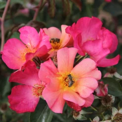 Rosen * Rosenhof Schultheis Bienenrose ’Pretty Sunrise‘®