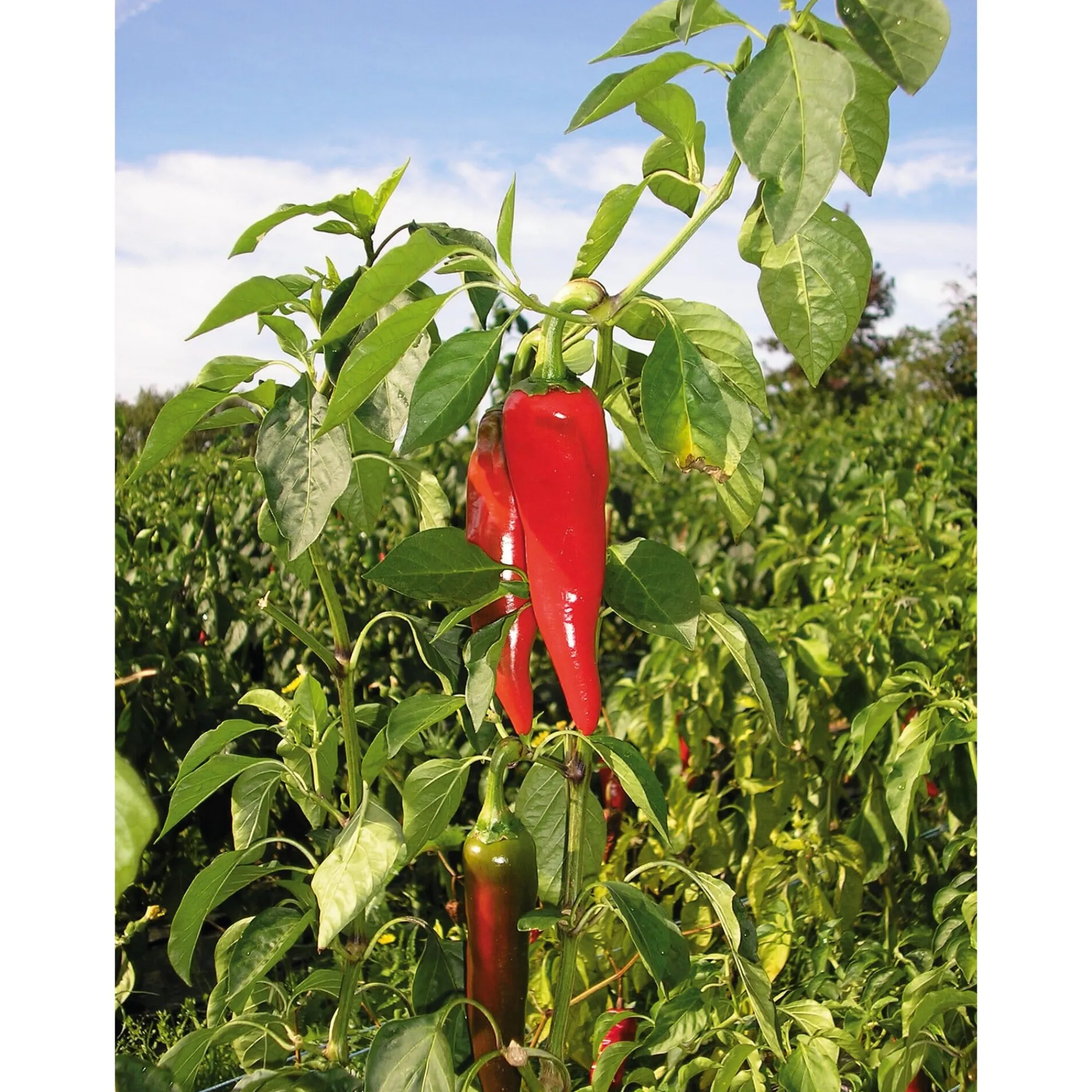 Gewürze * GP Pays Basque Bio-Piment d’Espelette