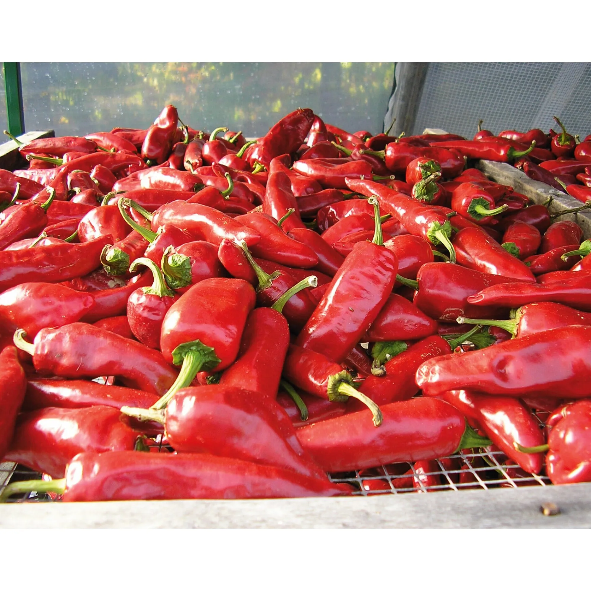 Gewürze * GP Pays Basque Bio-Piment d’Espelette