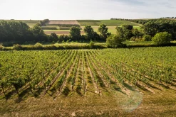 Weine * Weingut Bischel Bio-Scheurebe Gutswein trocken