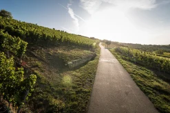 Weine * Weingut Bischel Bio-Scheurebe Gutswein trocken