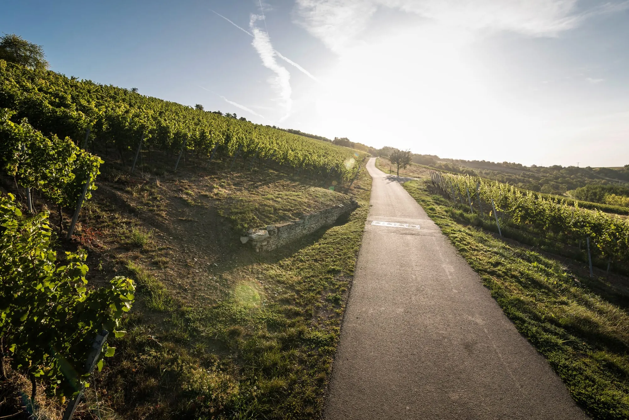 Weine * Weingut Bischel Bio-Scheurebe Gutswein trocken
