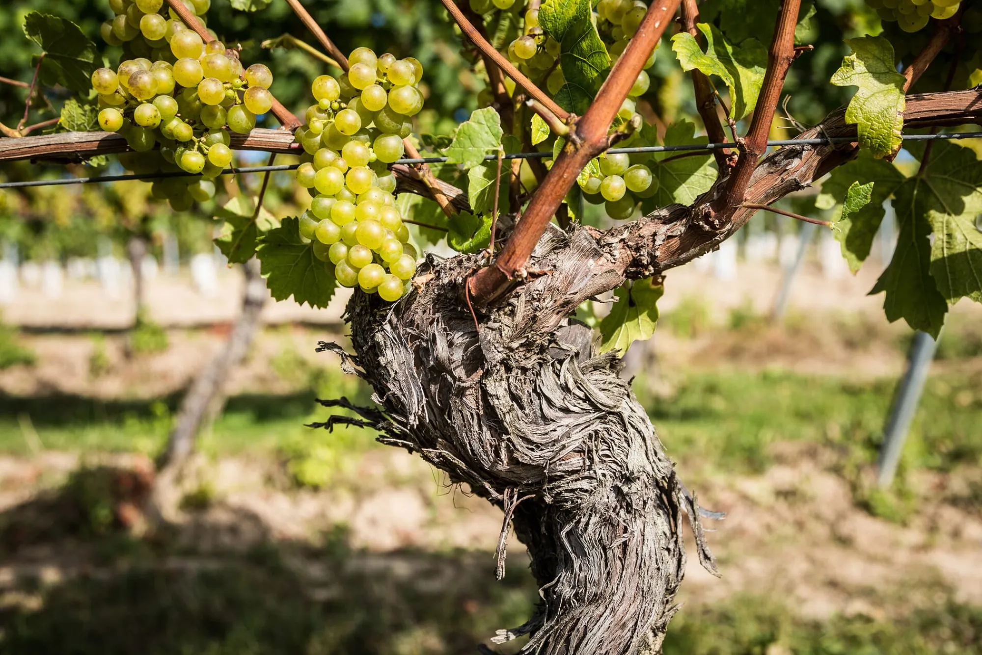 Weine * Weingut Bischel Bio-Scheurebe Gutswein trocken