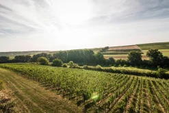 Weine * Weingut Bischel Bio-Scheurebe Gutswein trocken
