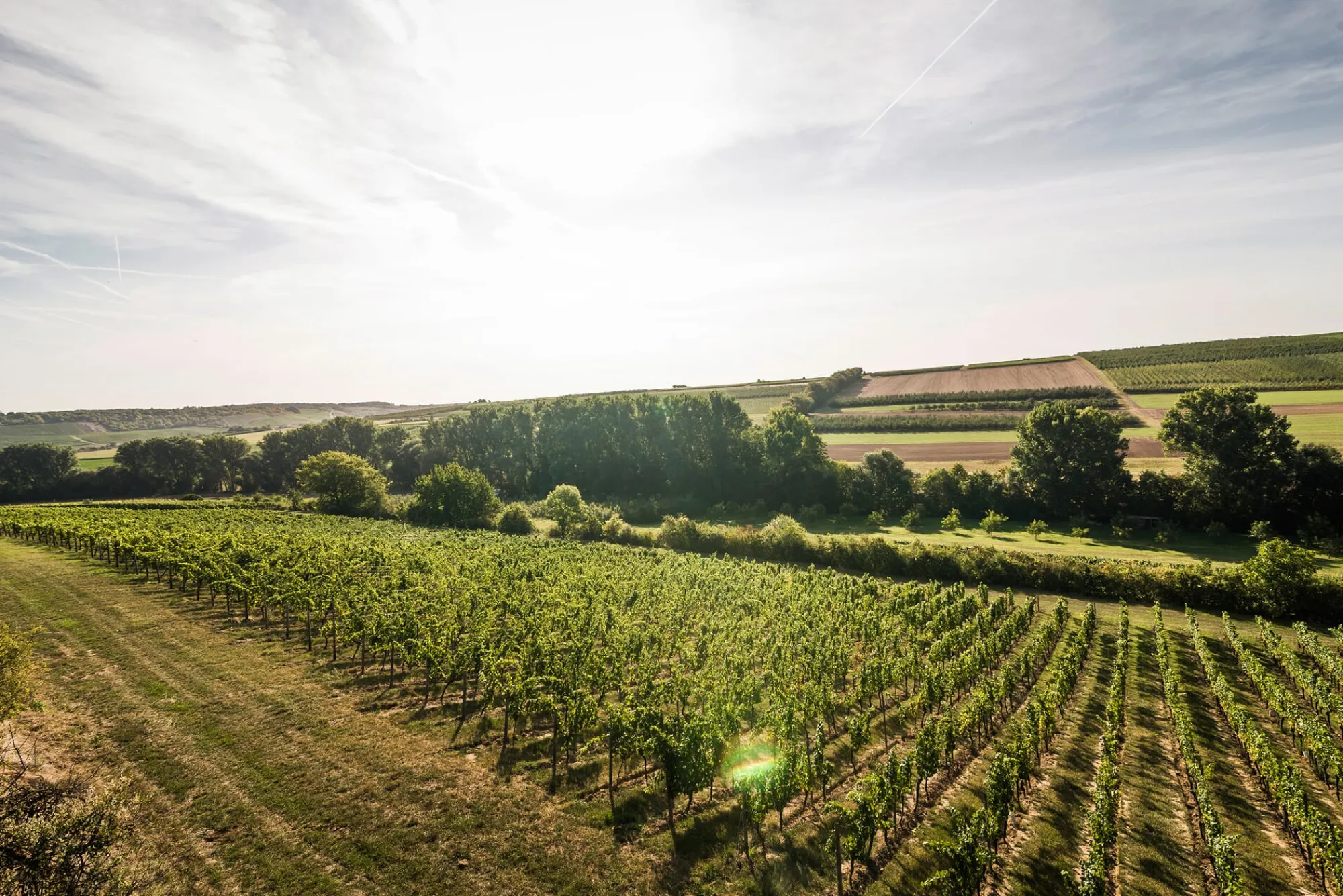 Weine * Weingut Bischel Bio-Scheurebe Gutswein trocken