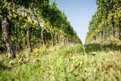 Weine * Weingut Bischel Bio-Scheurebe Gutswein trocken