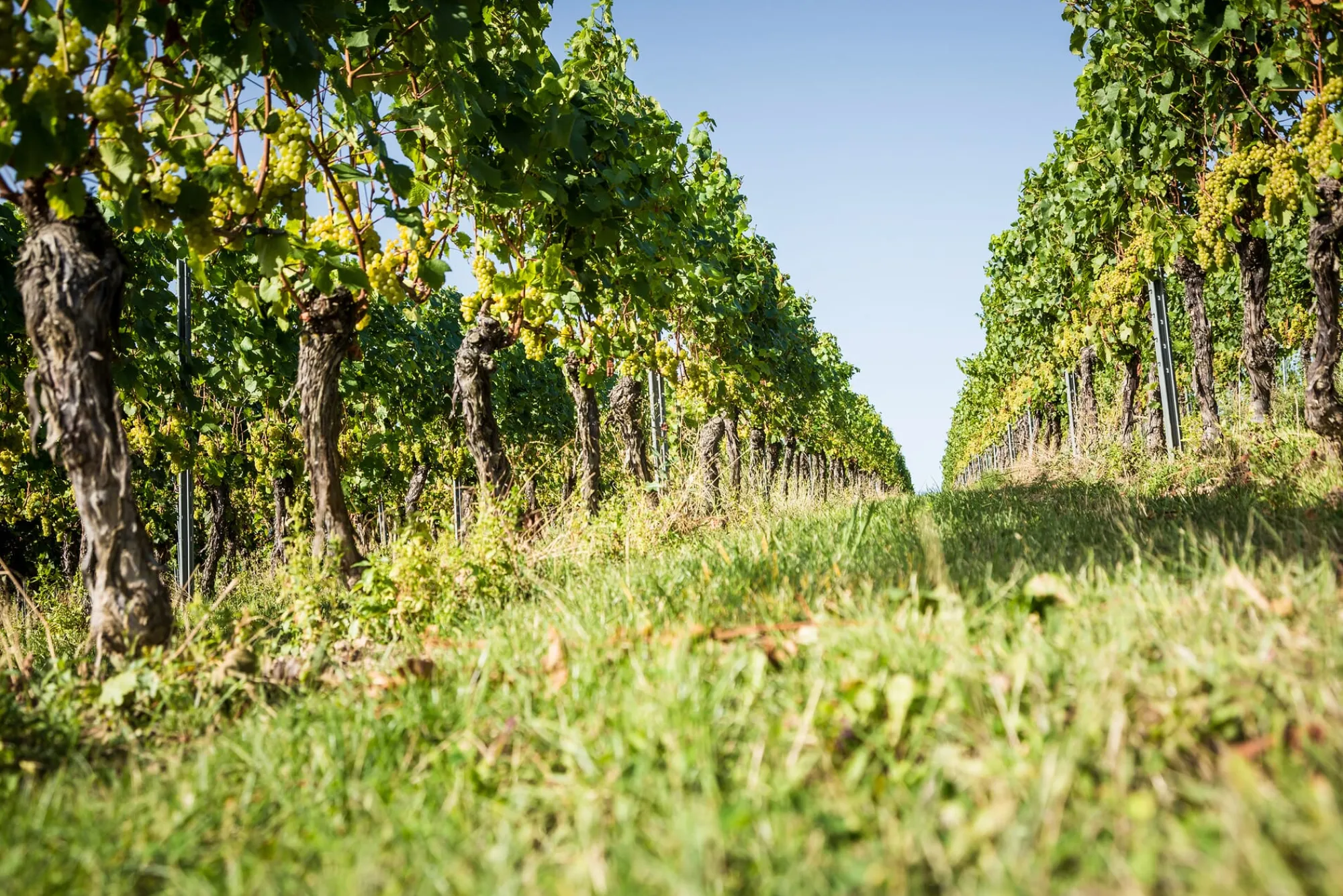 Weine * Weingut Bischel Bio-Scheurebe Gutswein trocken