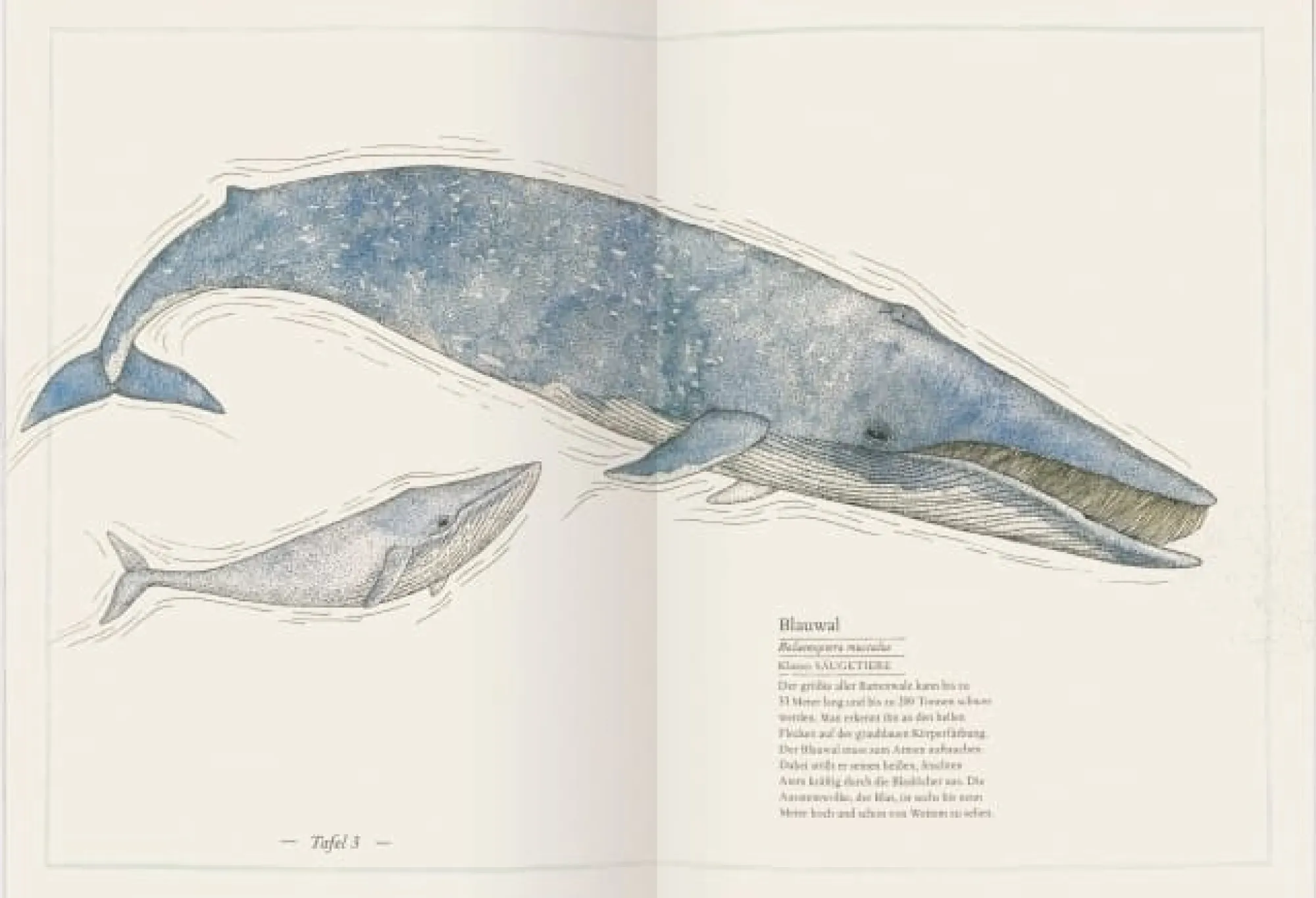 Ratgeber * Gerstenberg Verlag Blauwal, Seestern, Oktopus